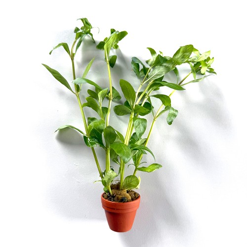Hygrophila polysperma - Hygrophila du Siam en terra cotta pot