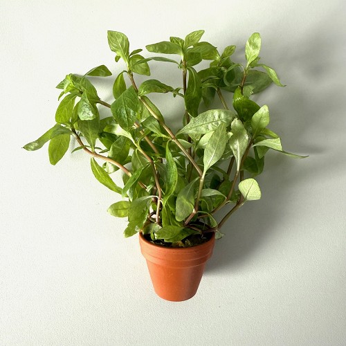 Hygrophila roseanerva en terra cotta pot