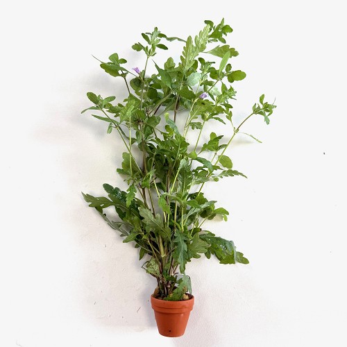 Hygrophila pinnatifida - Hygrophile des Indes en terra cotta pot