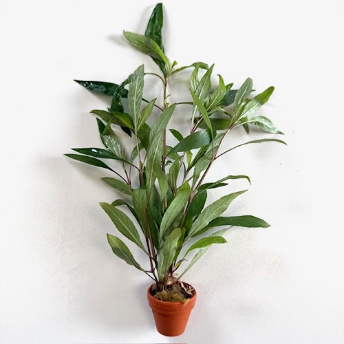 Hygrophila salicifolia en terra cotta pot