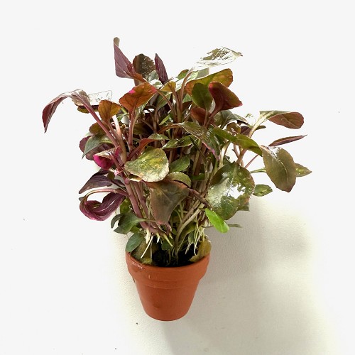 Lobelia cardinalis - Lobélie cardinal en terra cotta pot