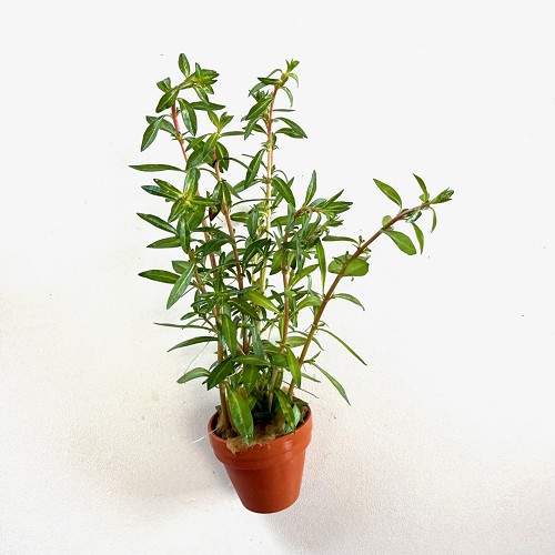 Ludwigia arcuata en terra cotta pot