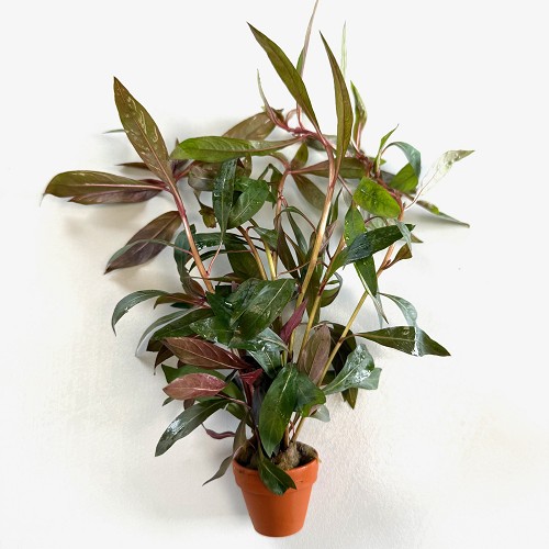 Ludwigia perennis en terra cotta pot