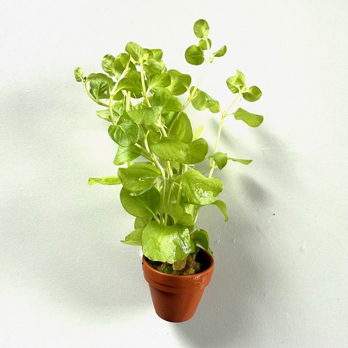 Lysimachia nummularia aurea - Herbe aux écus en terra cotta pot