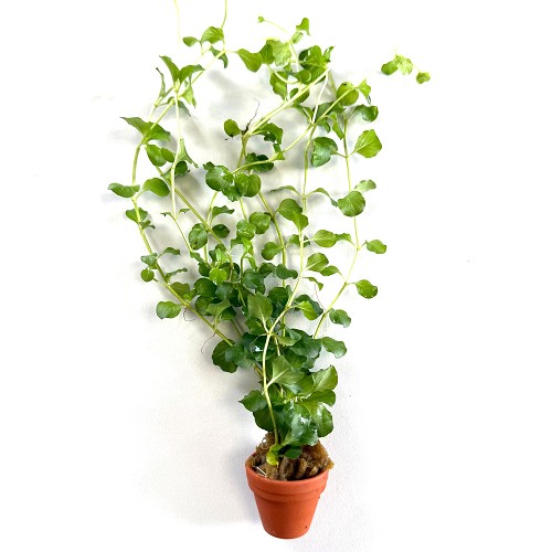 Lysimachia nummularia - Herbe au écus en terra cotta pot