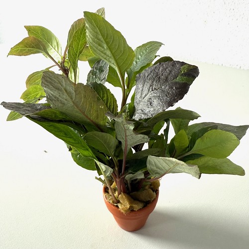 Hygrophila corymbosa - Hygrophile géante en terra cotta pot