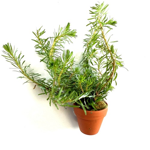 Rotala wallichii - en terra cotta pot