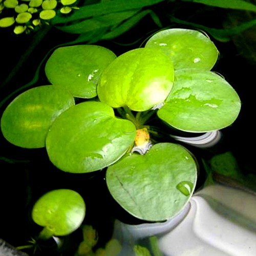 Limnobium spongia - Grenouillette tropicale