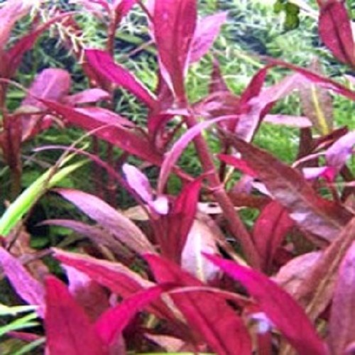 Alternanthera sessiles bouquet