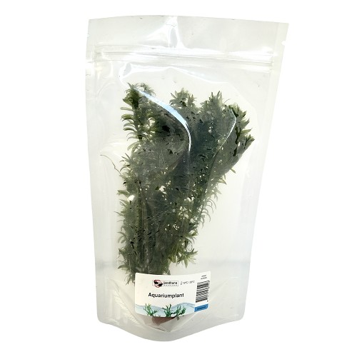 Elodea densa bouquet
