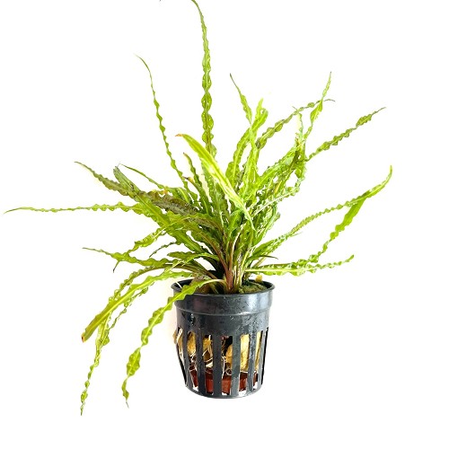 Cryptocoryne balansae en pot