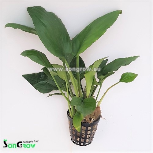 Lagenandre sp.green en pot