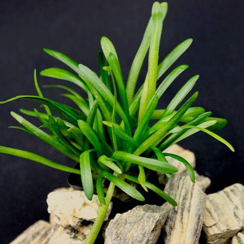 Sagittaria subulata en pot