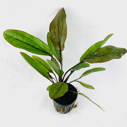 Echinodorus atlandsberg en pot