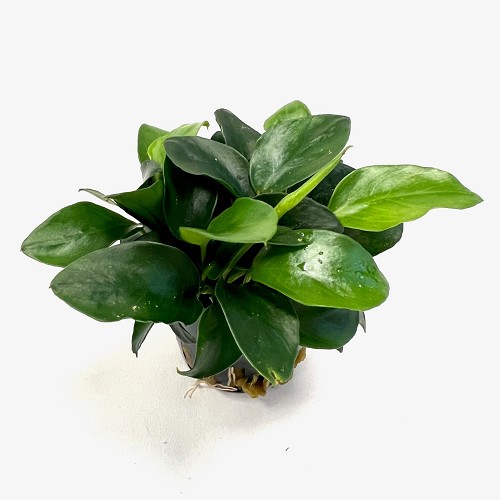 Anubias nana mini en pot