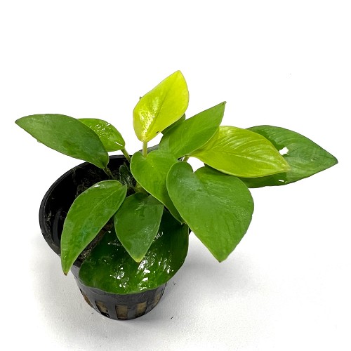 Anubias nana yellow heart en pot