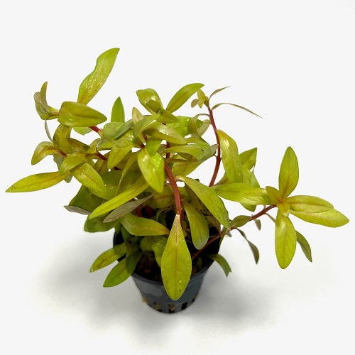 Ammania pedicellata gold  en pot