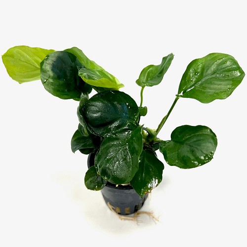 Anubias barteri coin leaf en pot