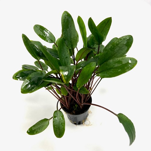 Cryptocoryne beckettii viridifolia en pot