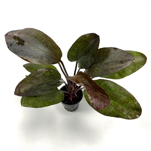 Echinodorus red flame en pot