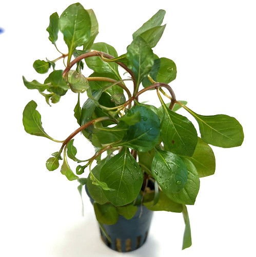 Ludwigia sp. mesacana en pot