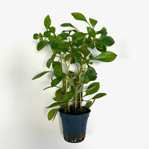 Ludwigia parigata  "dark orange"