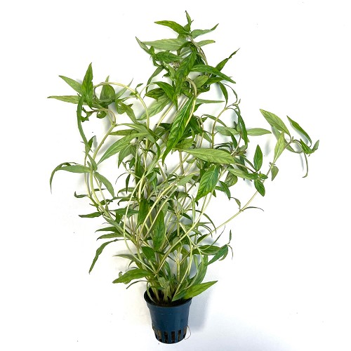 Hygrophila pantanl 'wavy - Hygrophile à feuilles étroites en pot