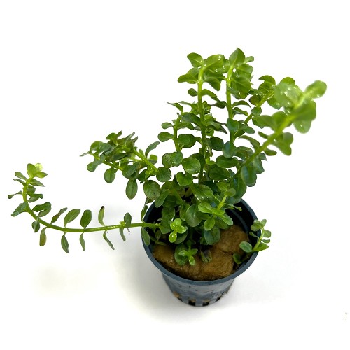Rotala sp. vert