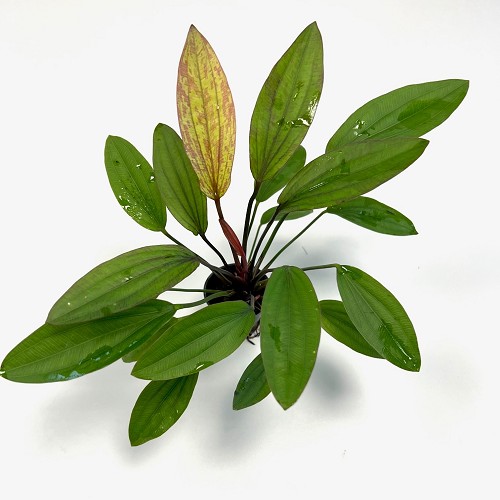 Echinodorus Regine Hildebrandt  avec pot en plastique