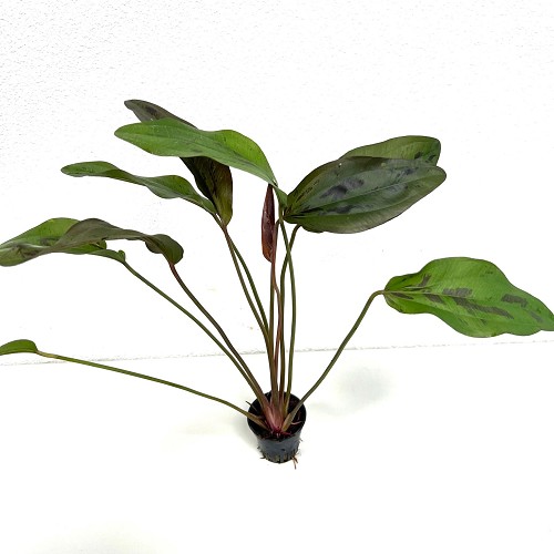 Echinodorus felix vert avec pot en plastique