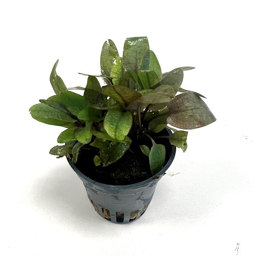 Cryptocoryne wendtii Tropica sp. Flamingo  en pot