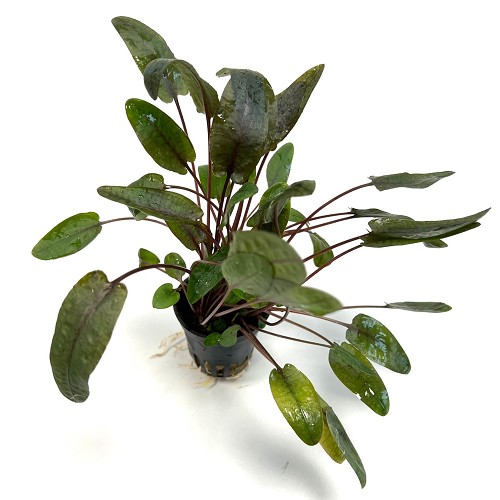 Cryptocoryne wendtii Tropica en pot