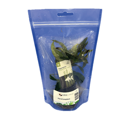 Hygrophila angustifolia en pochette debout