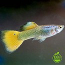 Guppy NL-kweek
